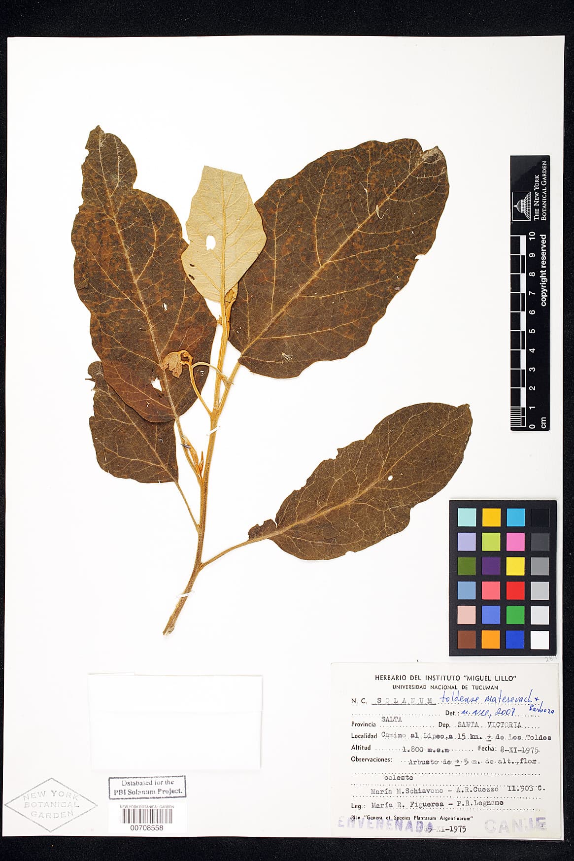 Solanum toldense