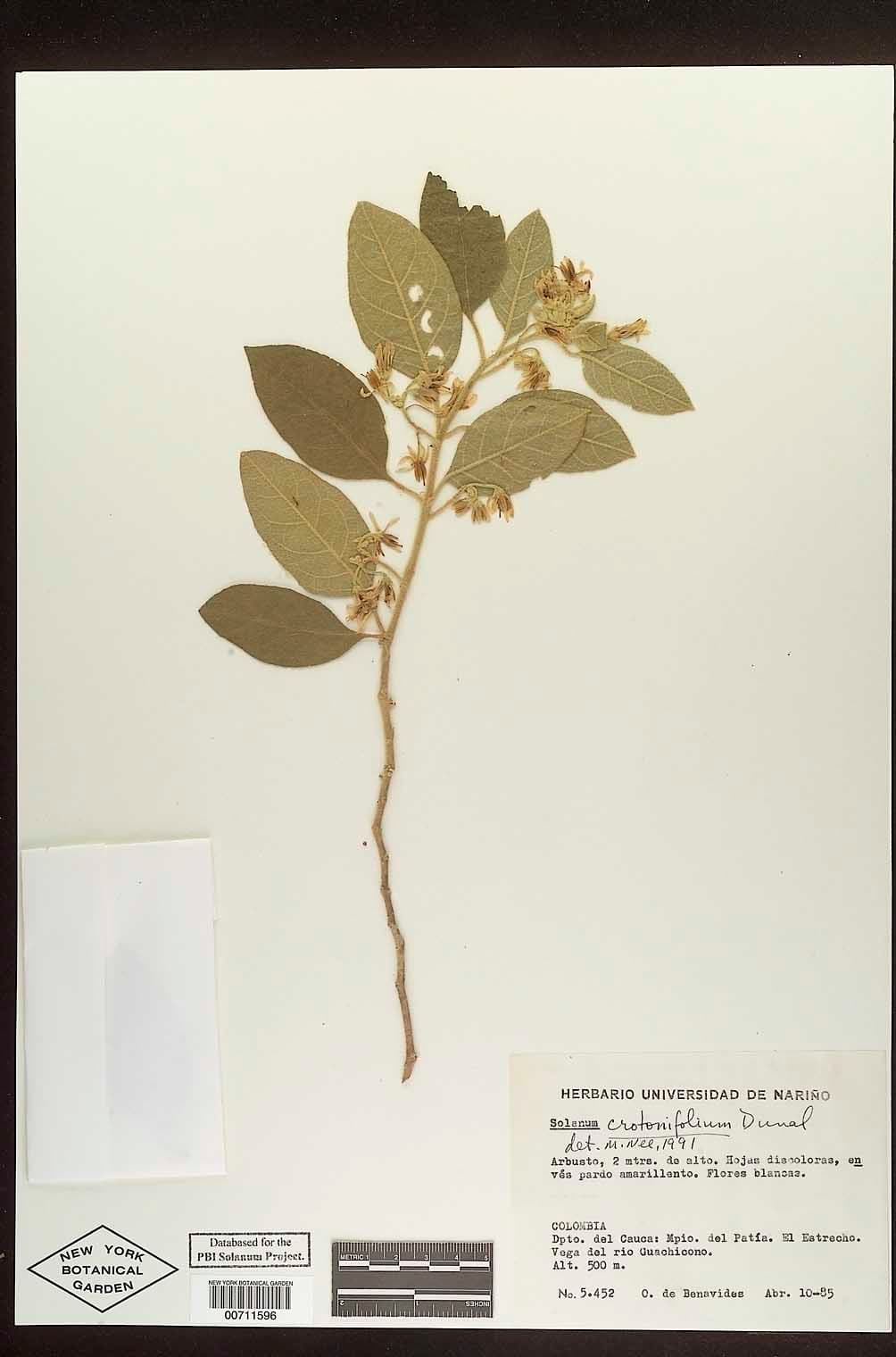 Solanum crotonifolium
