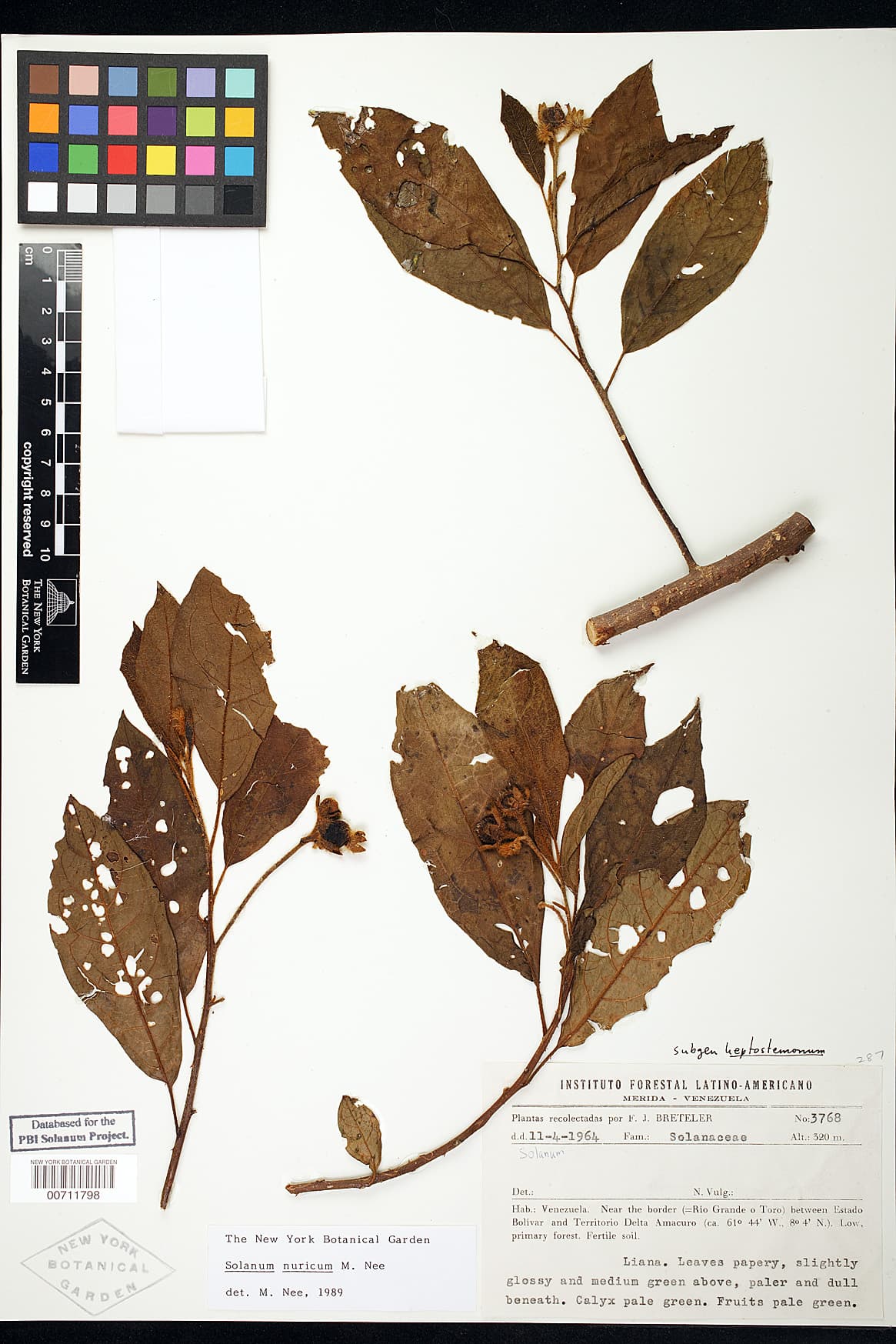 Solanum nuricum