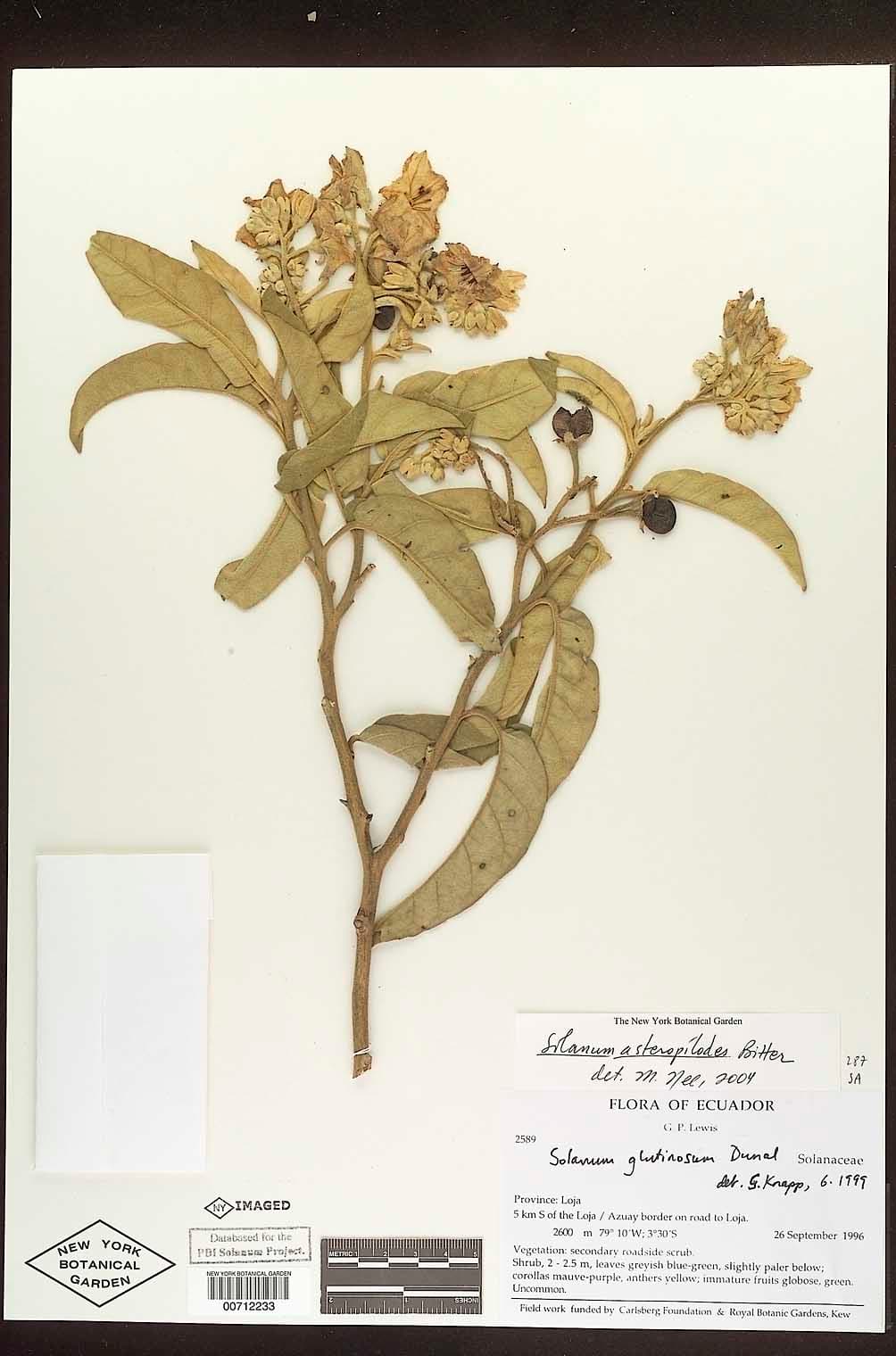 Solanum asteropilodes