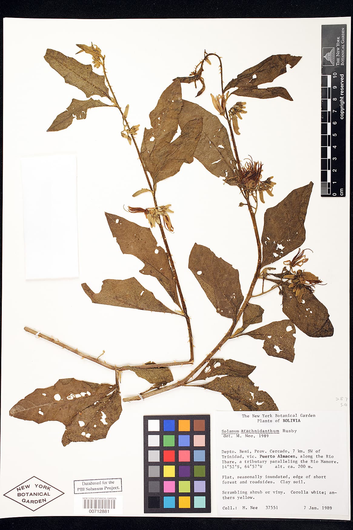 Solanum arachnidanthum