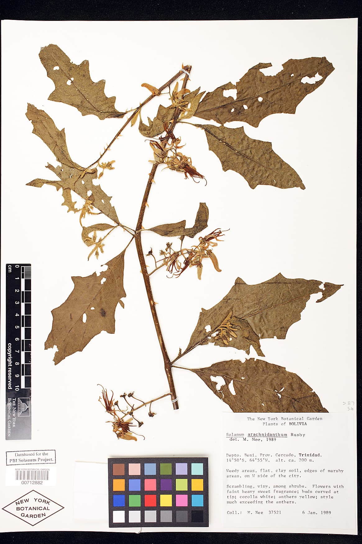 Solanum arachnidanthum