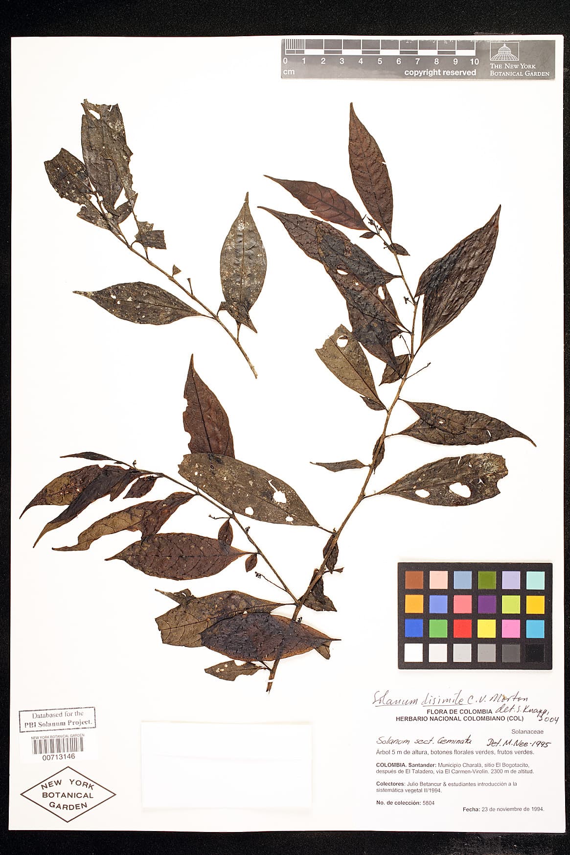 Solanum dissimile