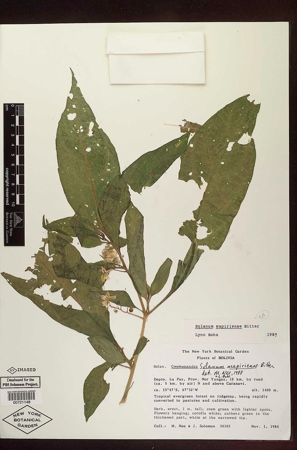 Solanum mapiriense