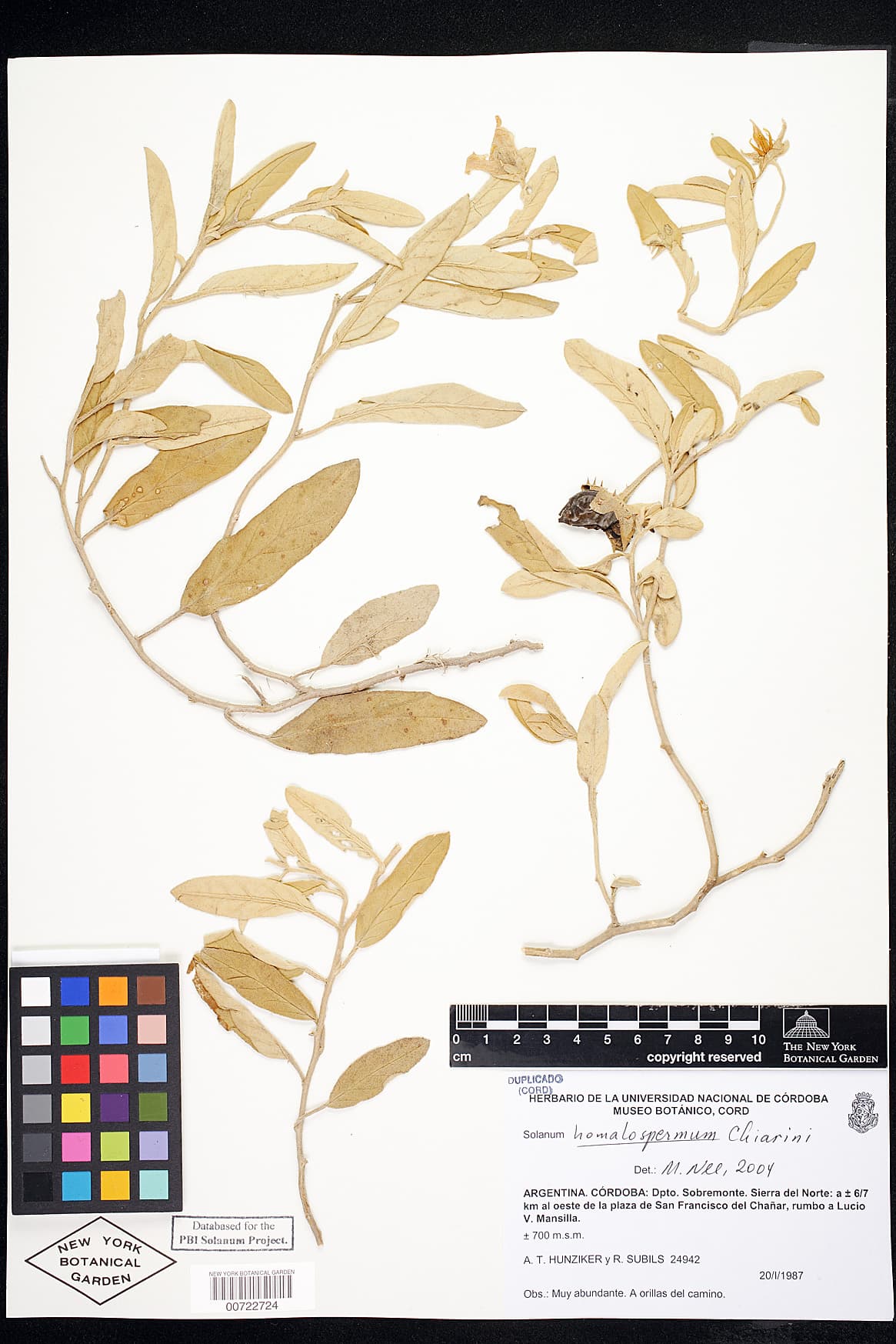 Solanum homalospermum