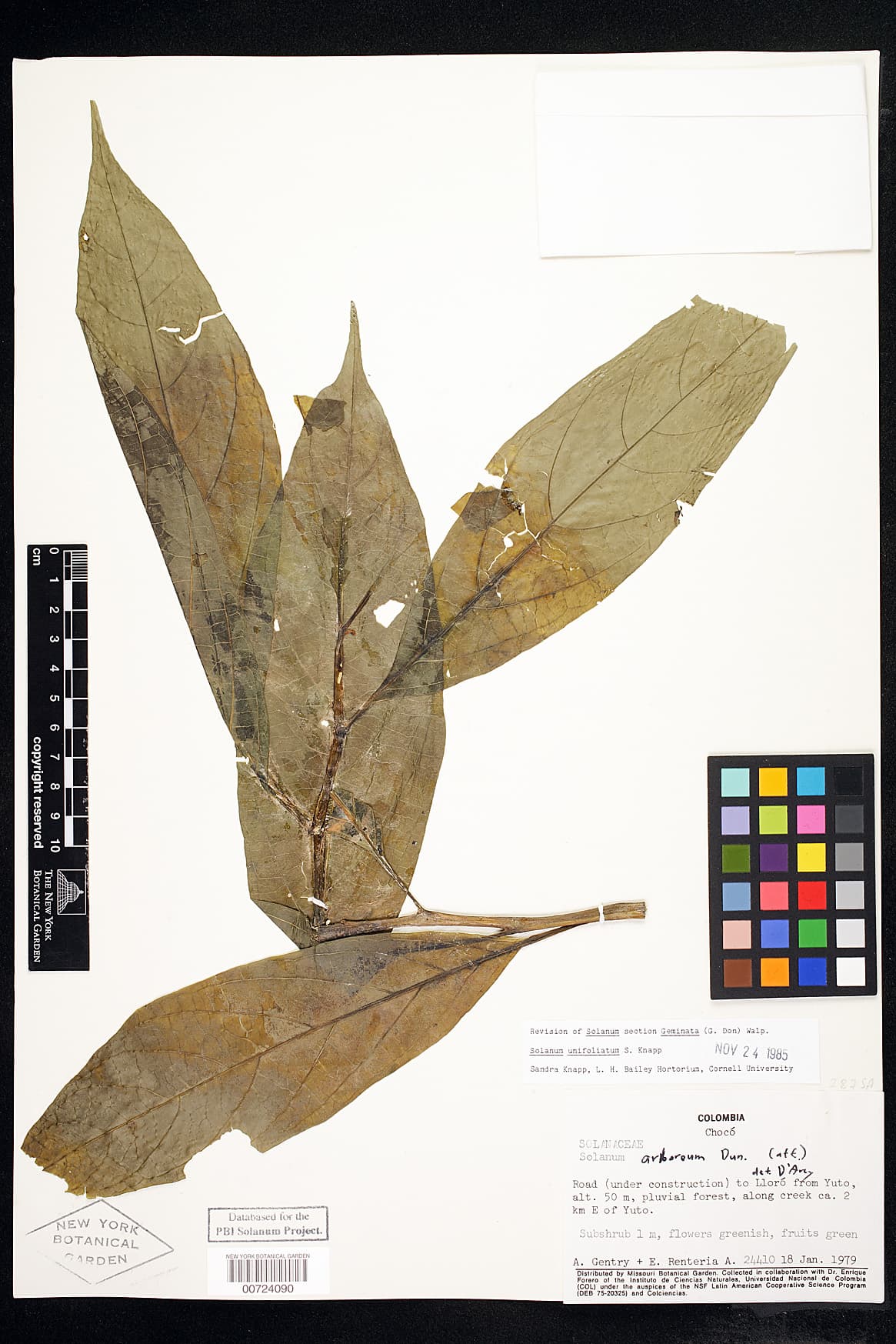 Solanum unifoliatum