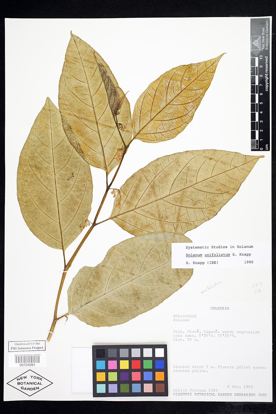 Solanum unifoliatum
