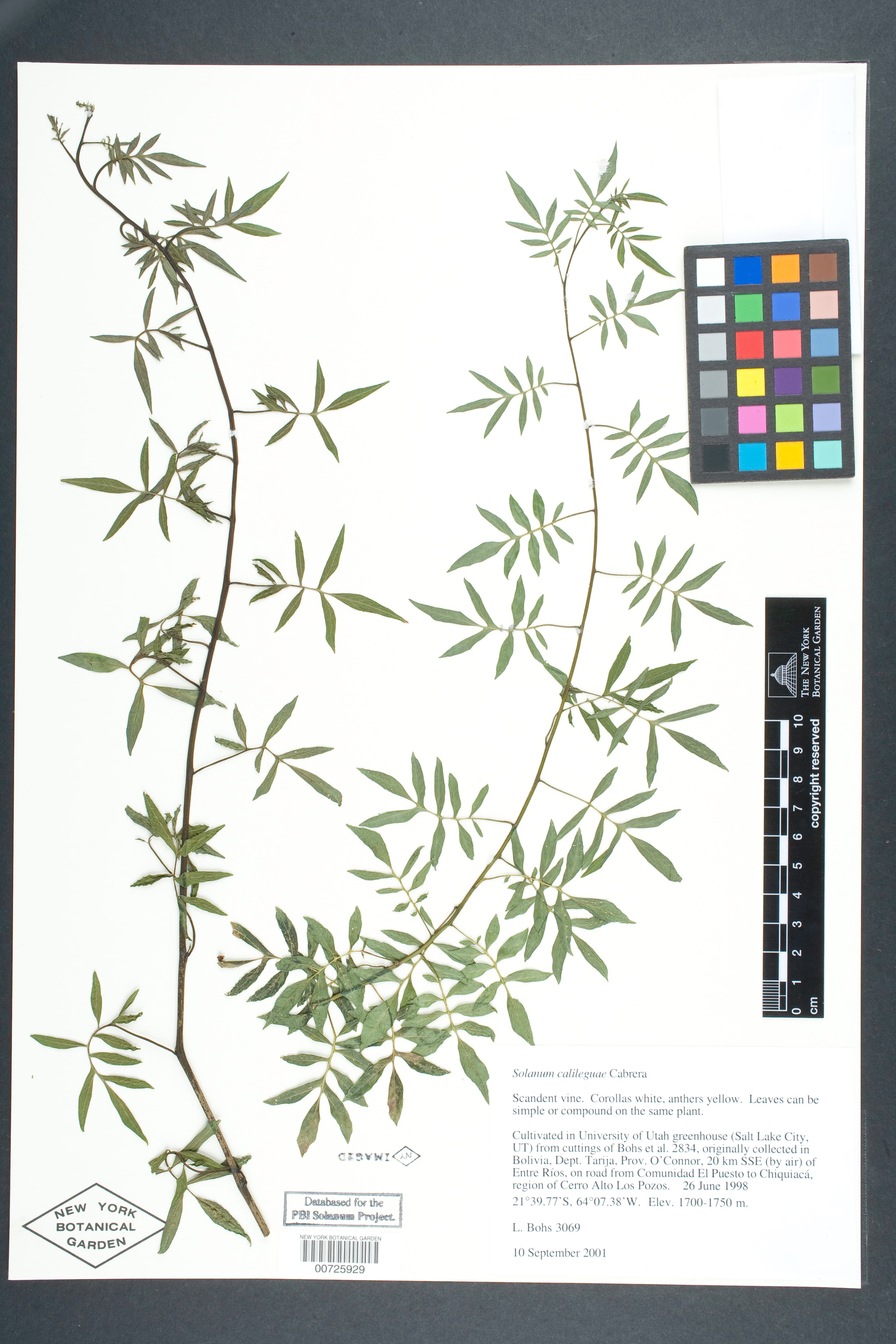Solanum calileguae