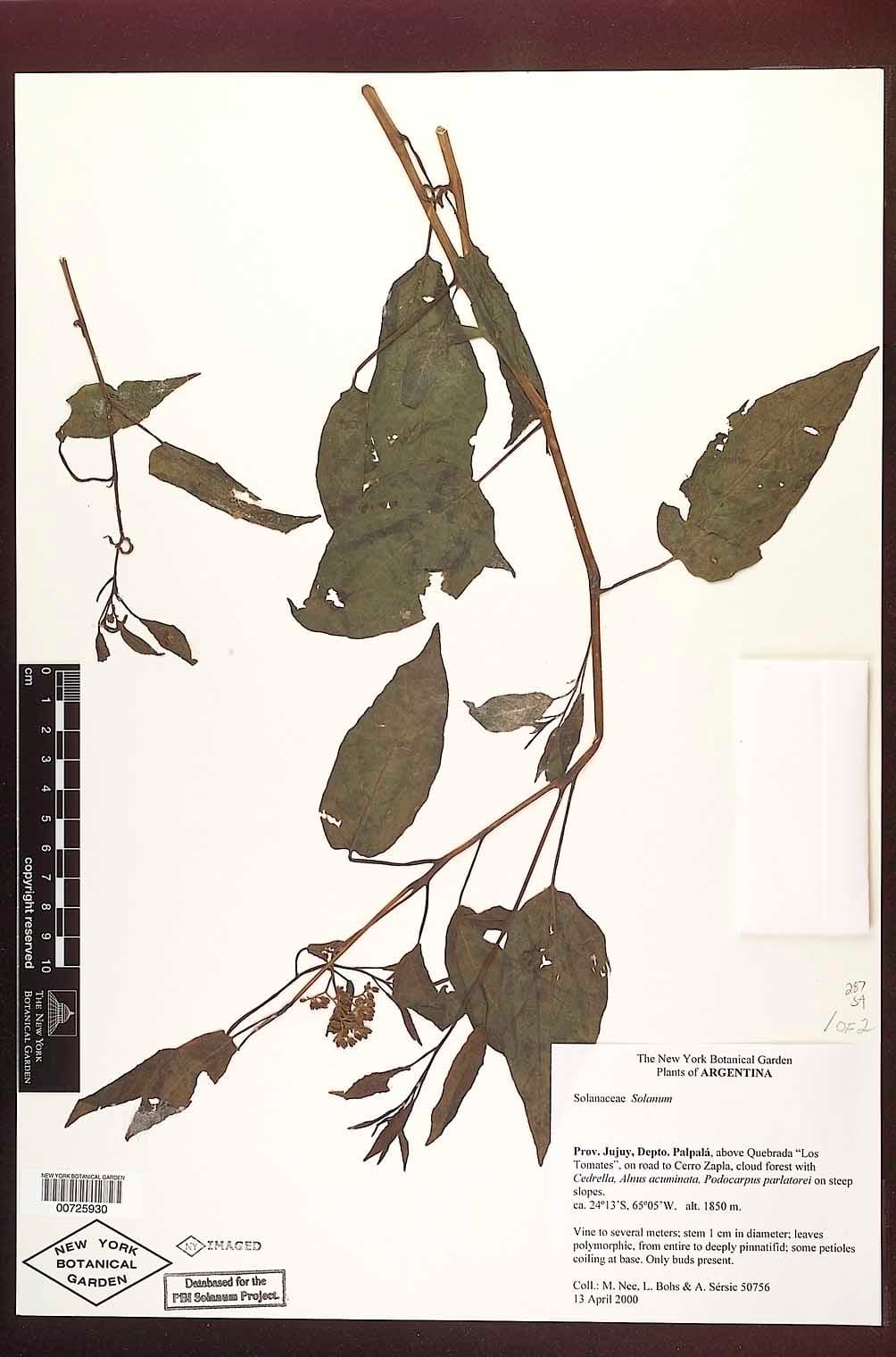 Solanum calileguae