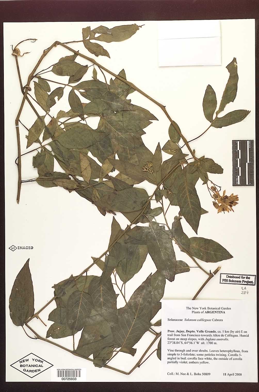 Solanum calileguae