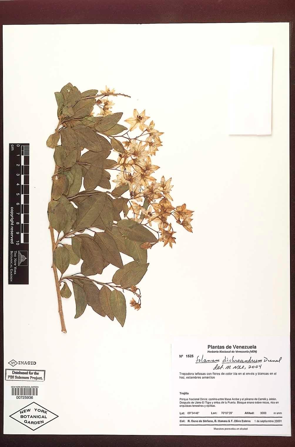 Solanum dichroandrum