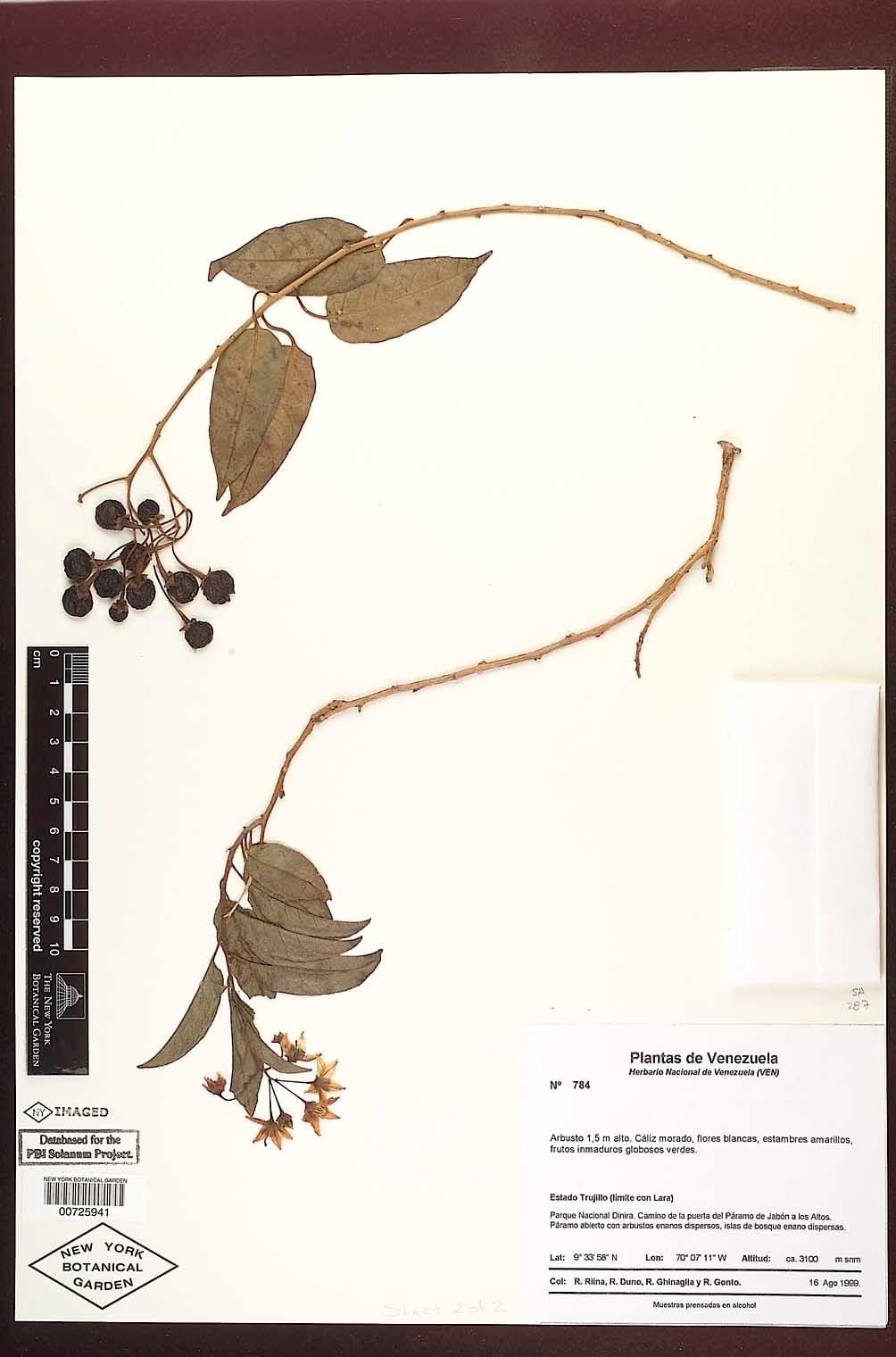 Solanum dichroandrum
