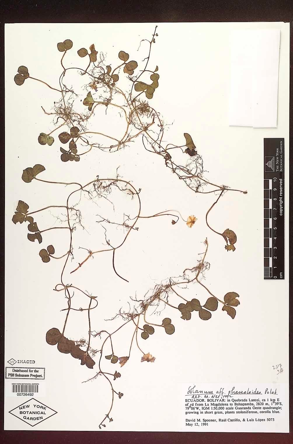 Solanum trifolium