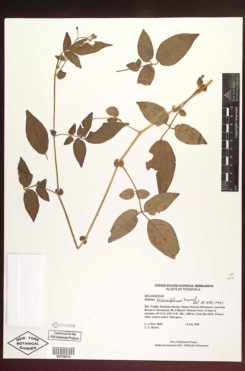 Solanum fraxinifolium
