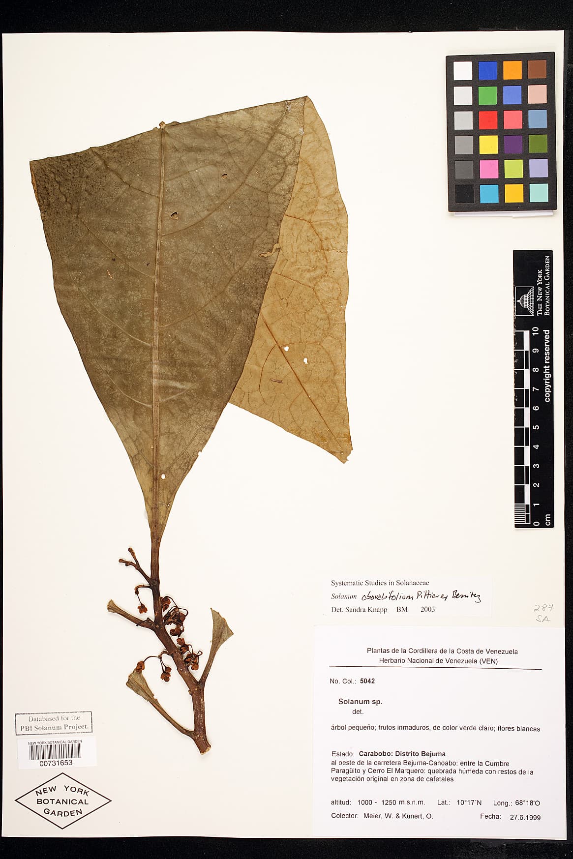 Solanum obovalifolium