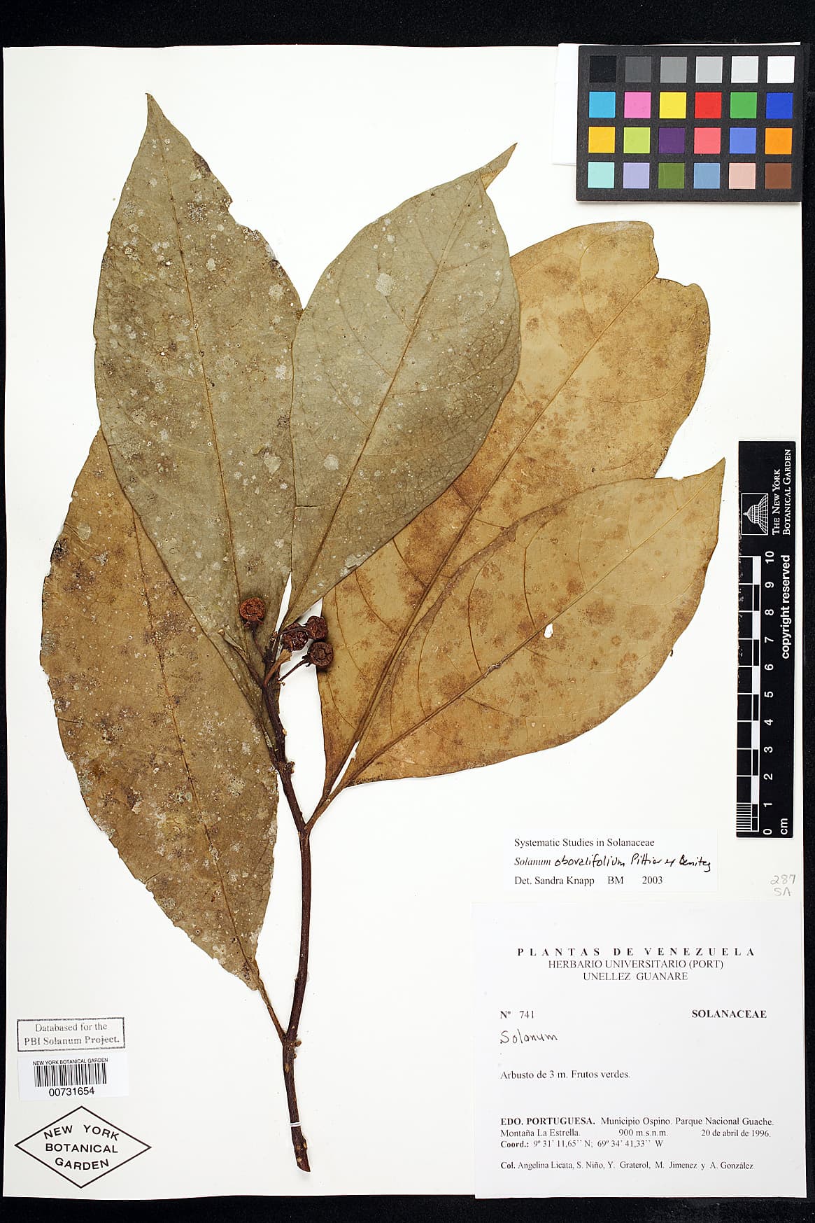 Solanum obovalifolium