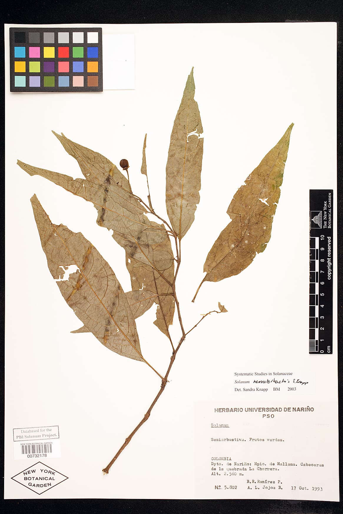 Solanum nematorhachis