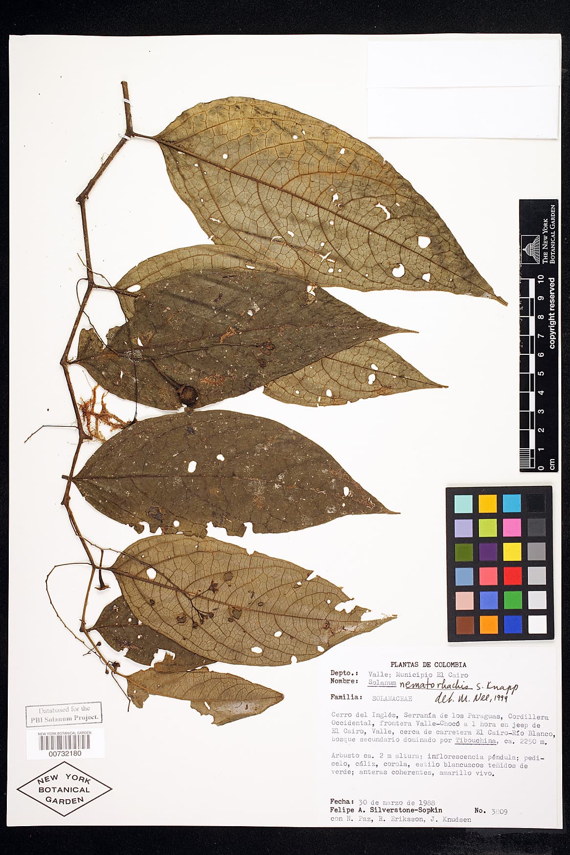Solanum nematorhachis