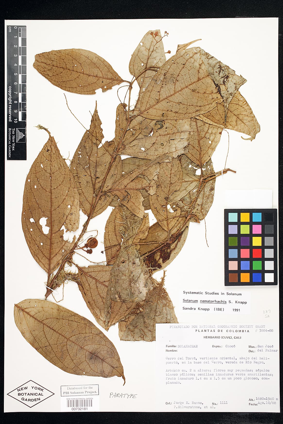 Solanum nematorhachis