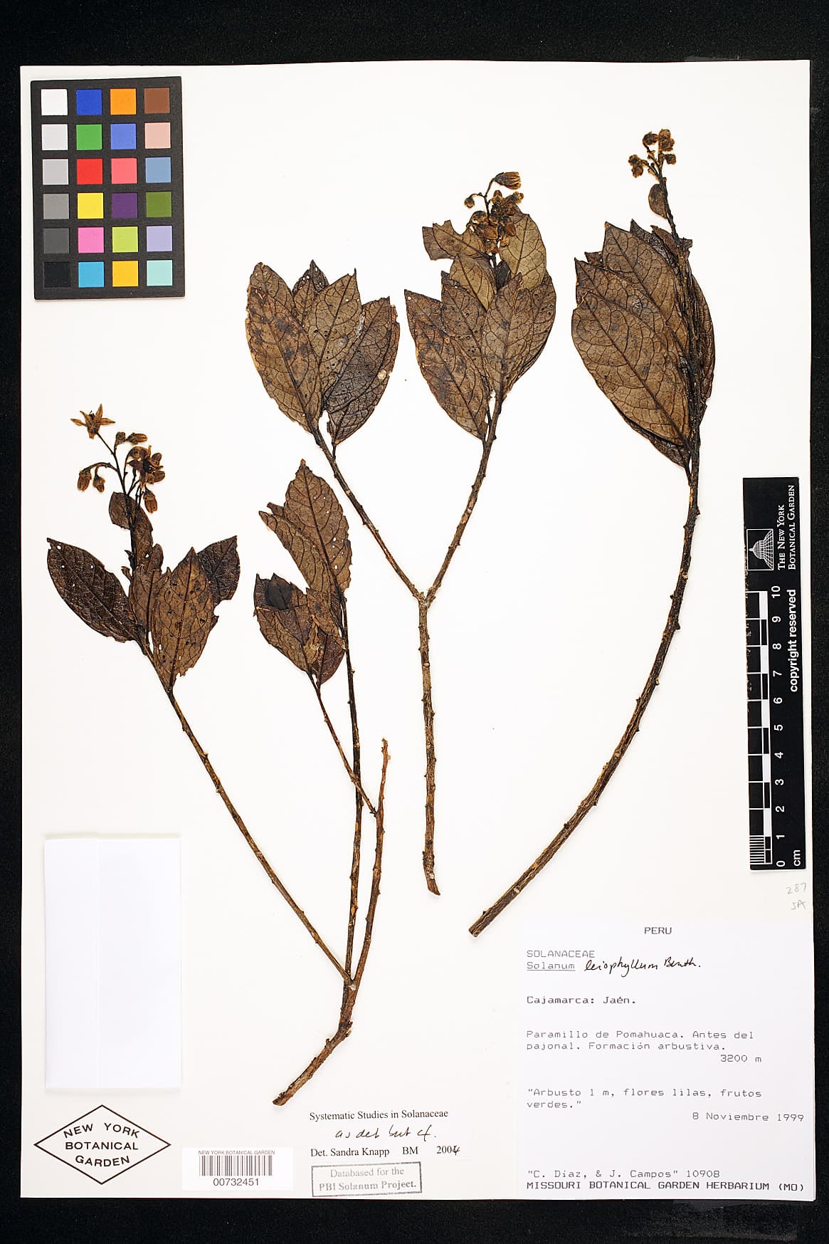 Solanum leiophyllum