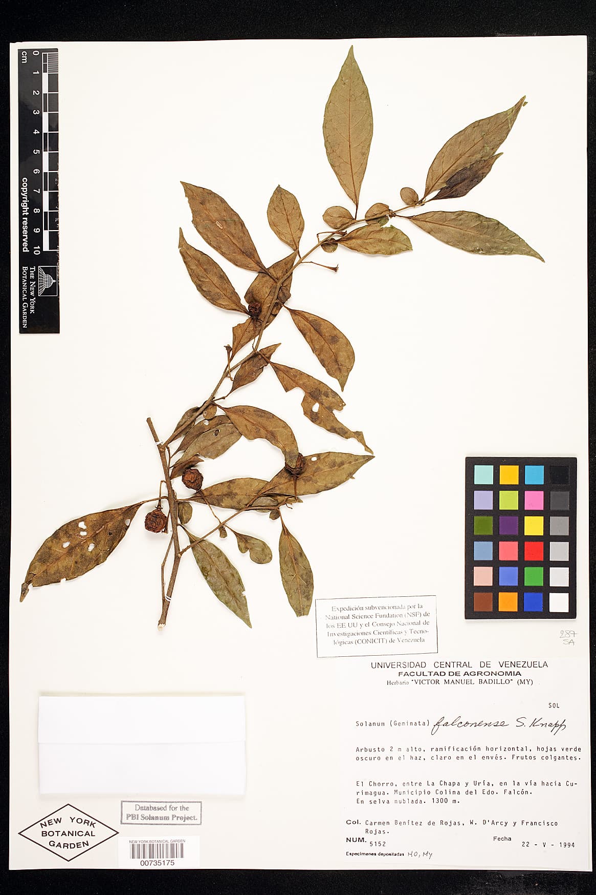 Solanum falconense