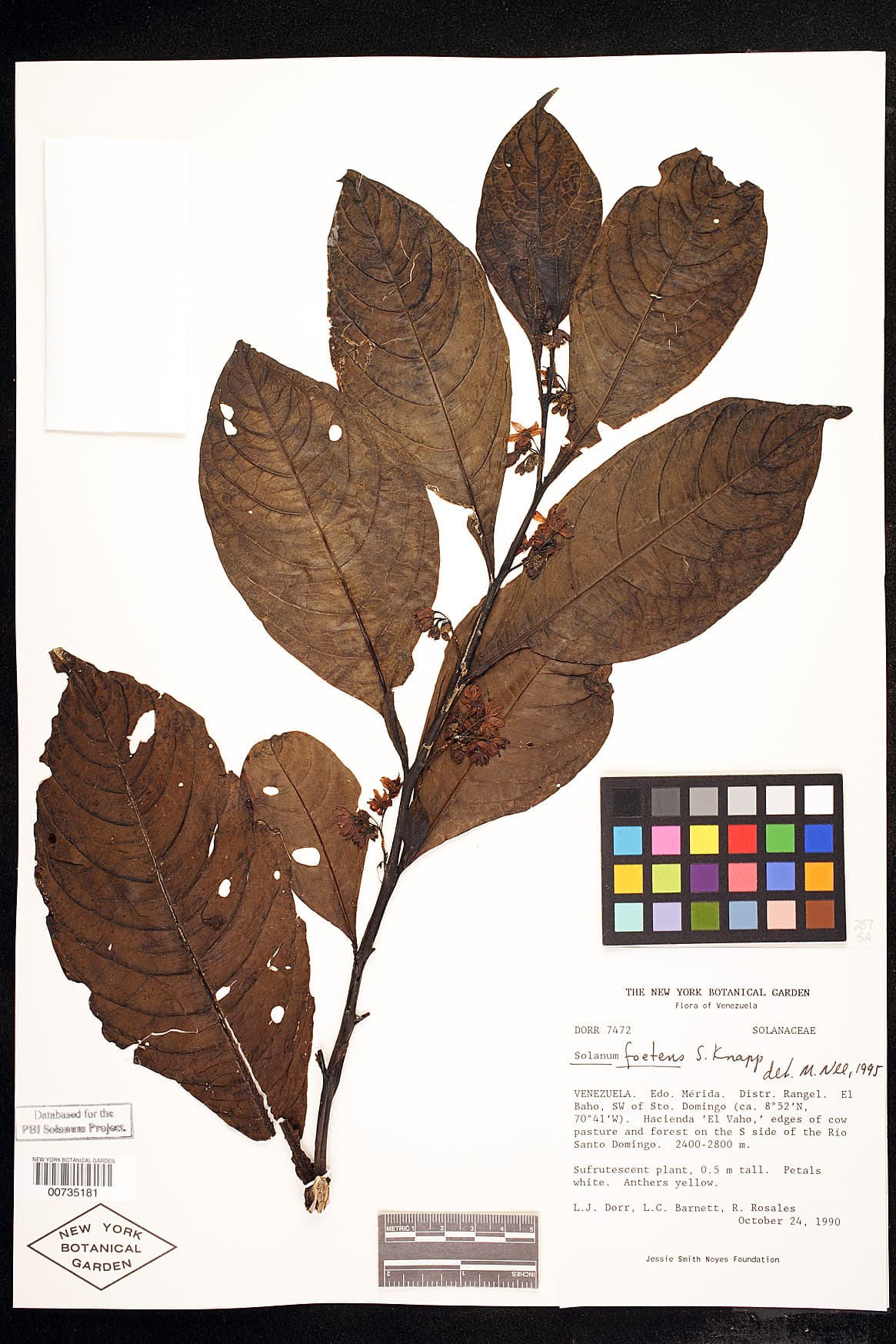 Solanum foetens