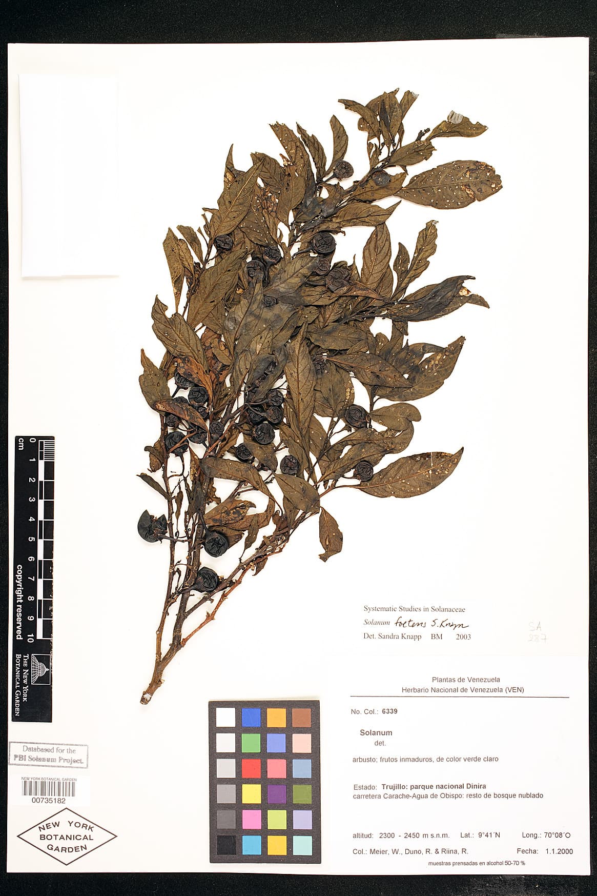 Solanum foetens