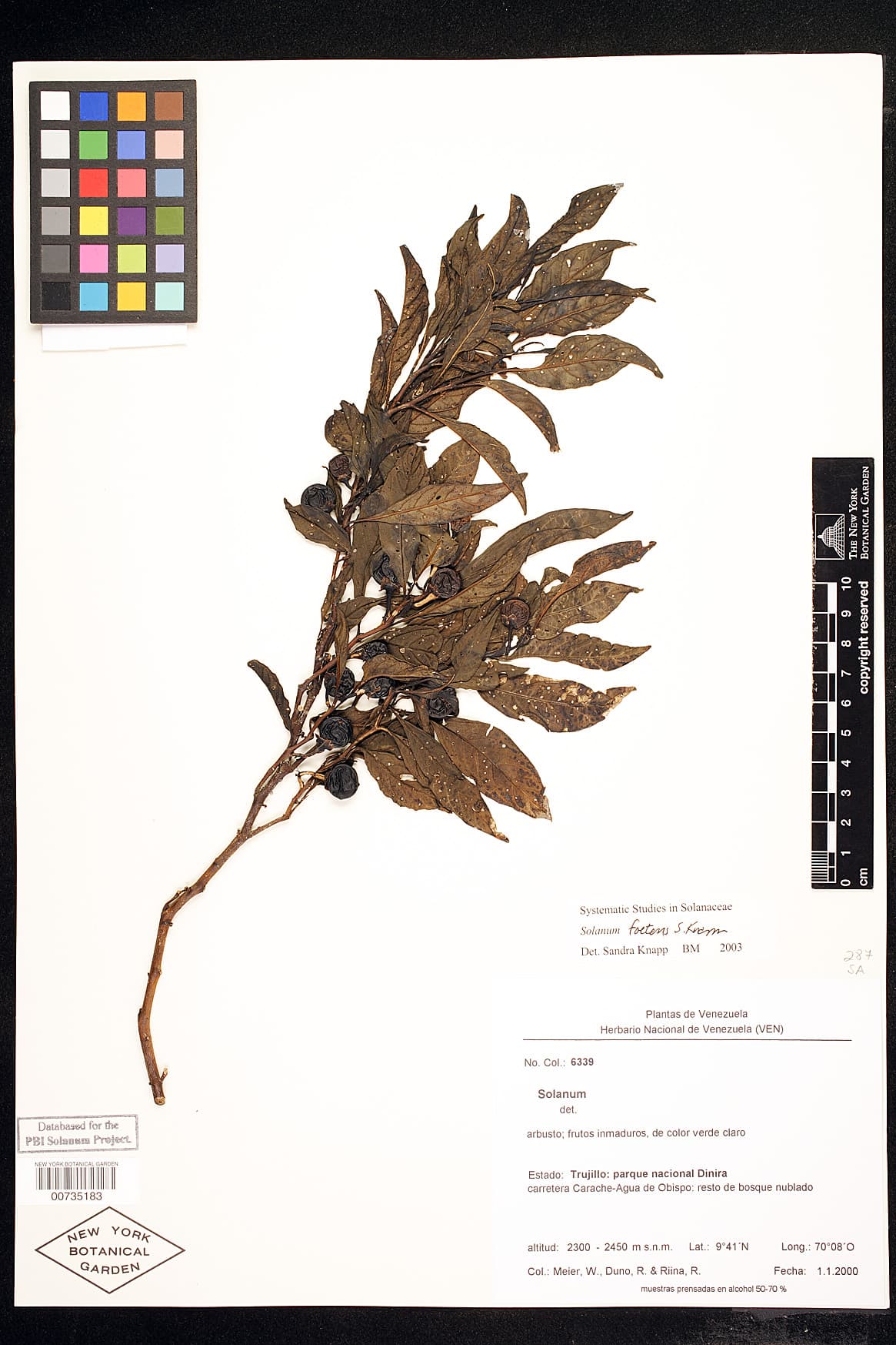 Solanum foetens