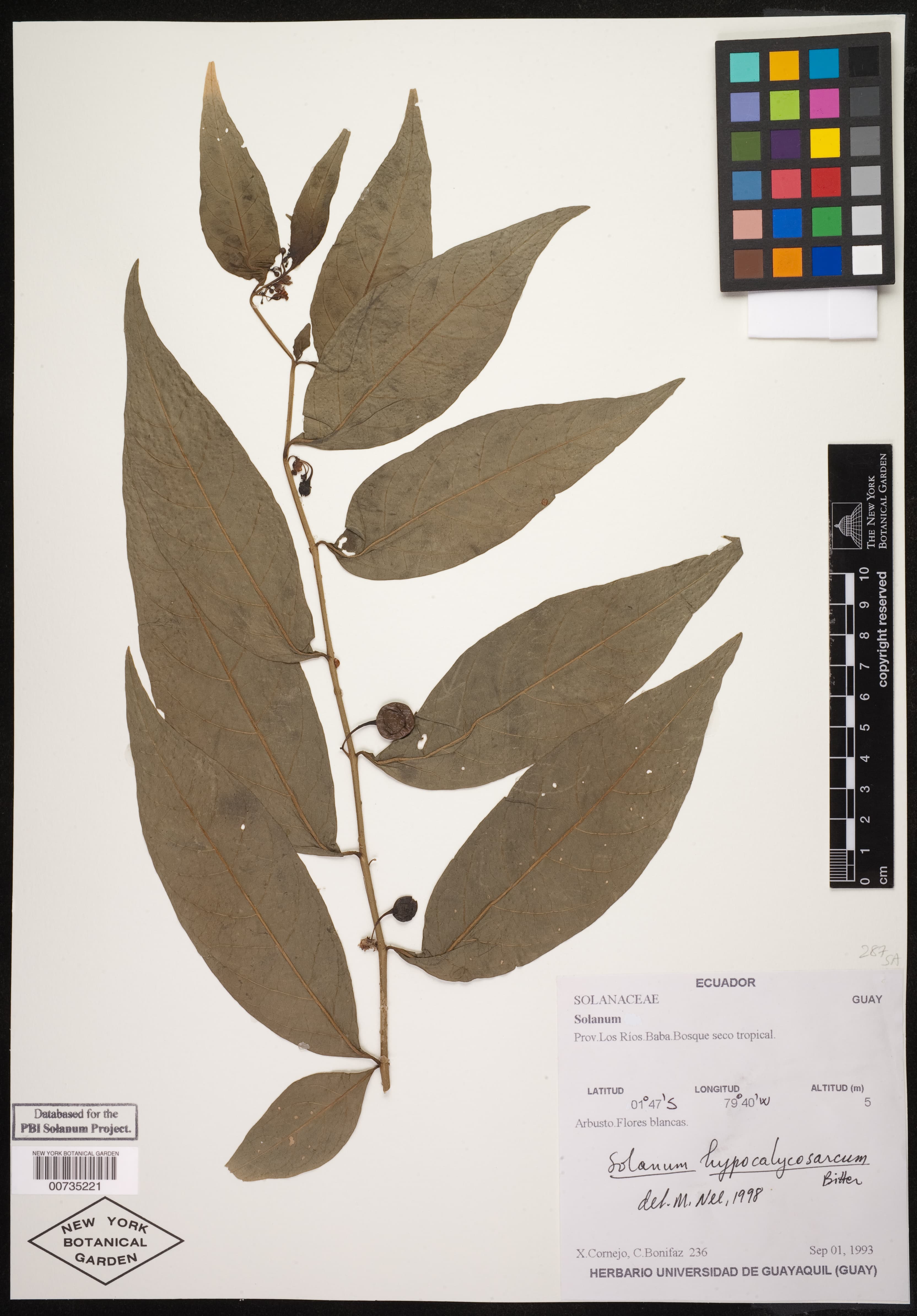Solanum hypocalycosarcum