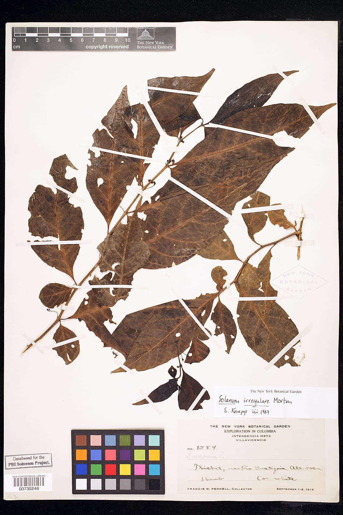 Solanum irregulare