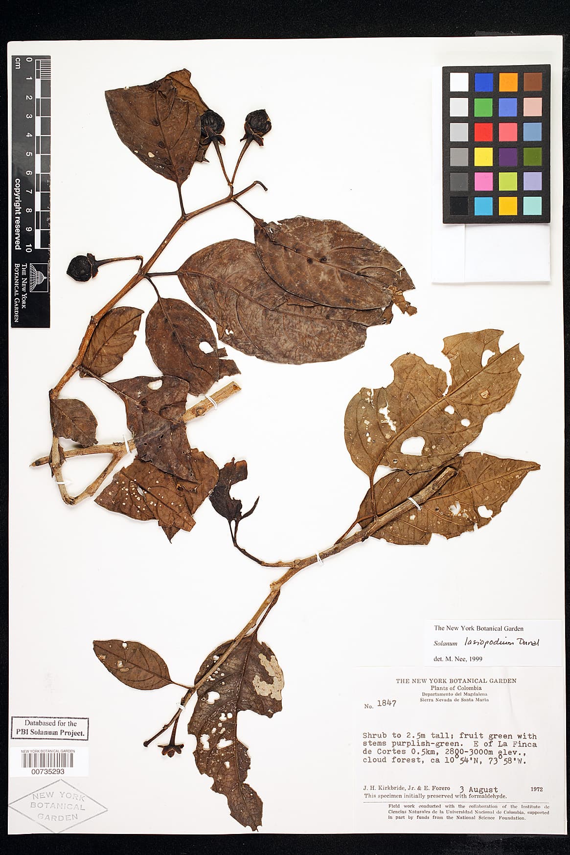 Solanum lasiopodium