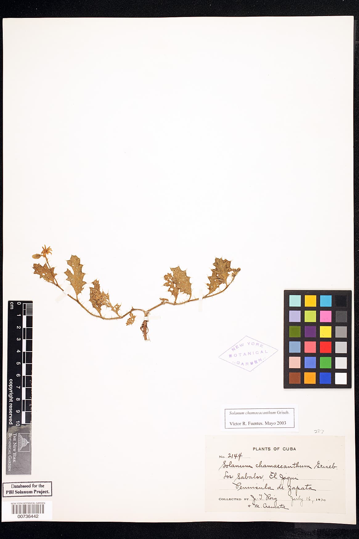 Solanum chamaeacanthum