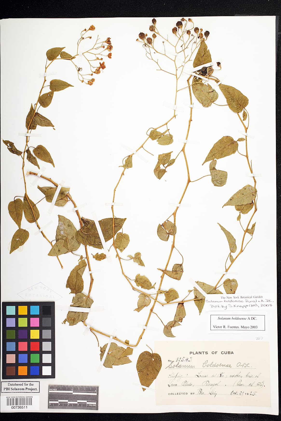 Solanum boldoense
