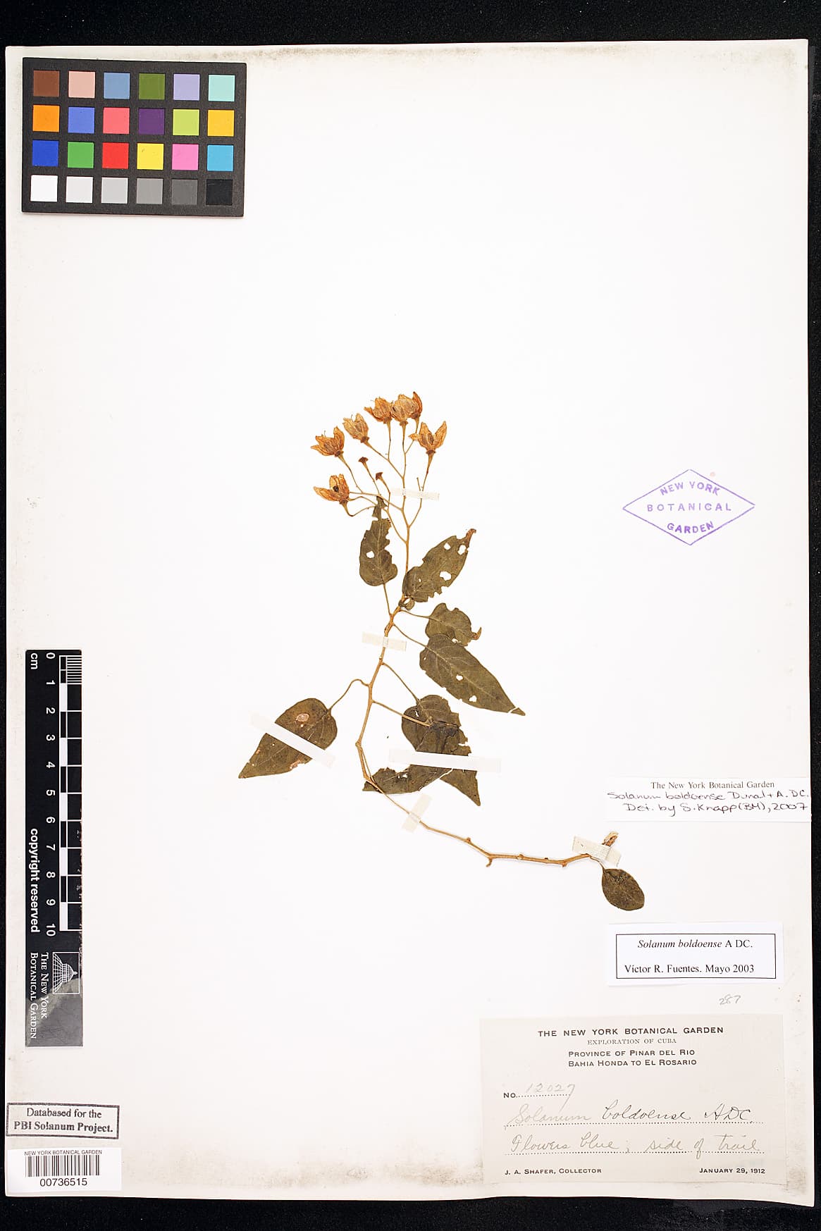 Solanum boldoense