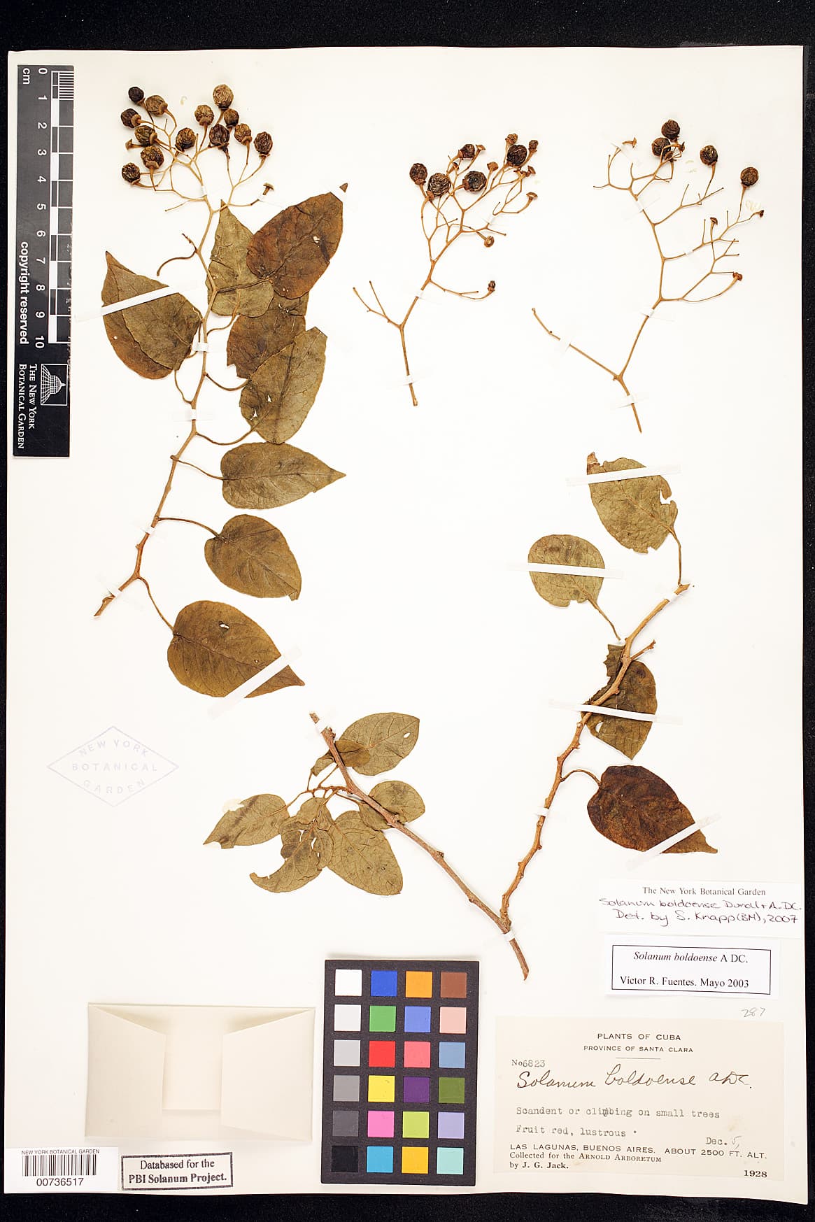 Solanum boldoense