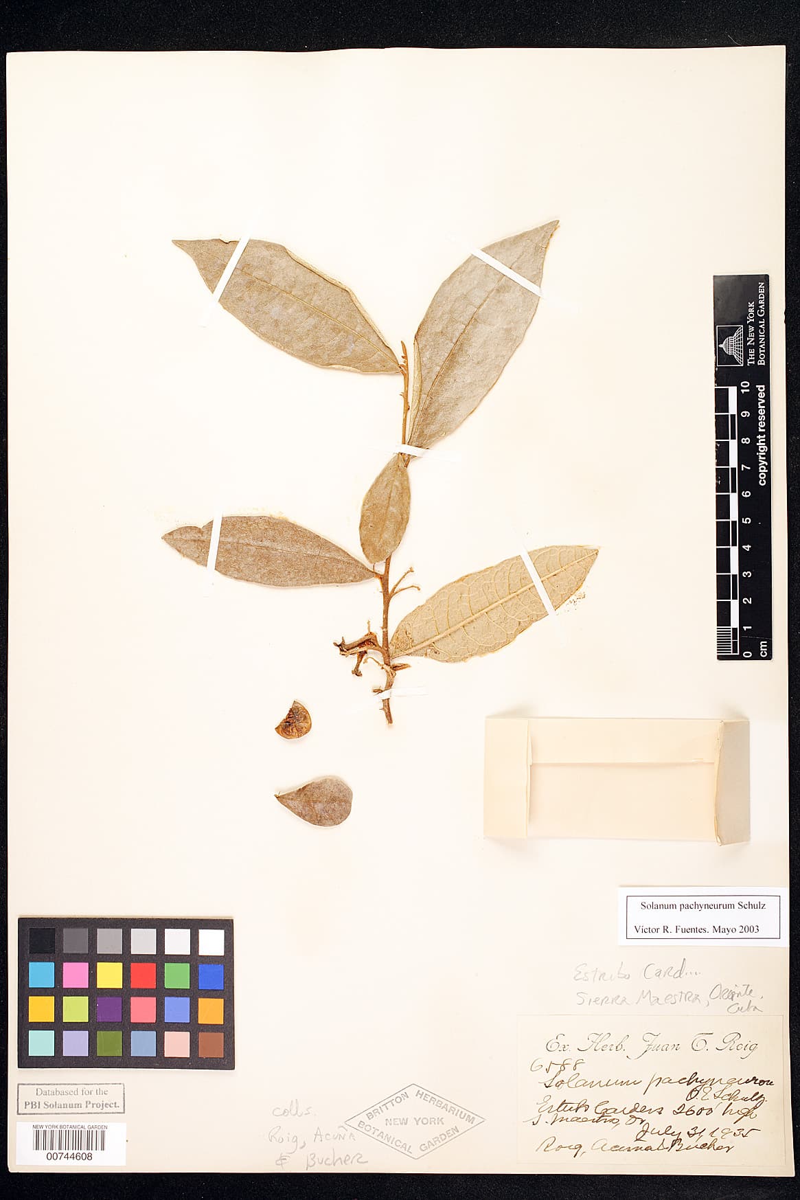 Solanum pachyneurum