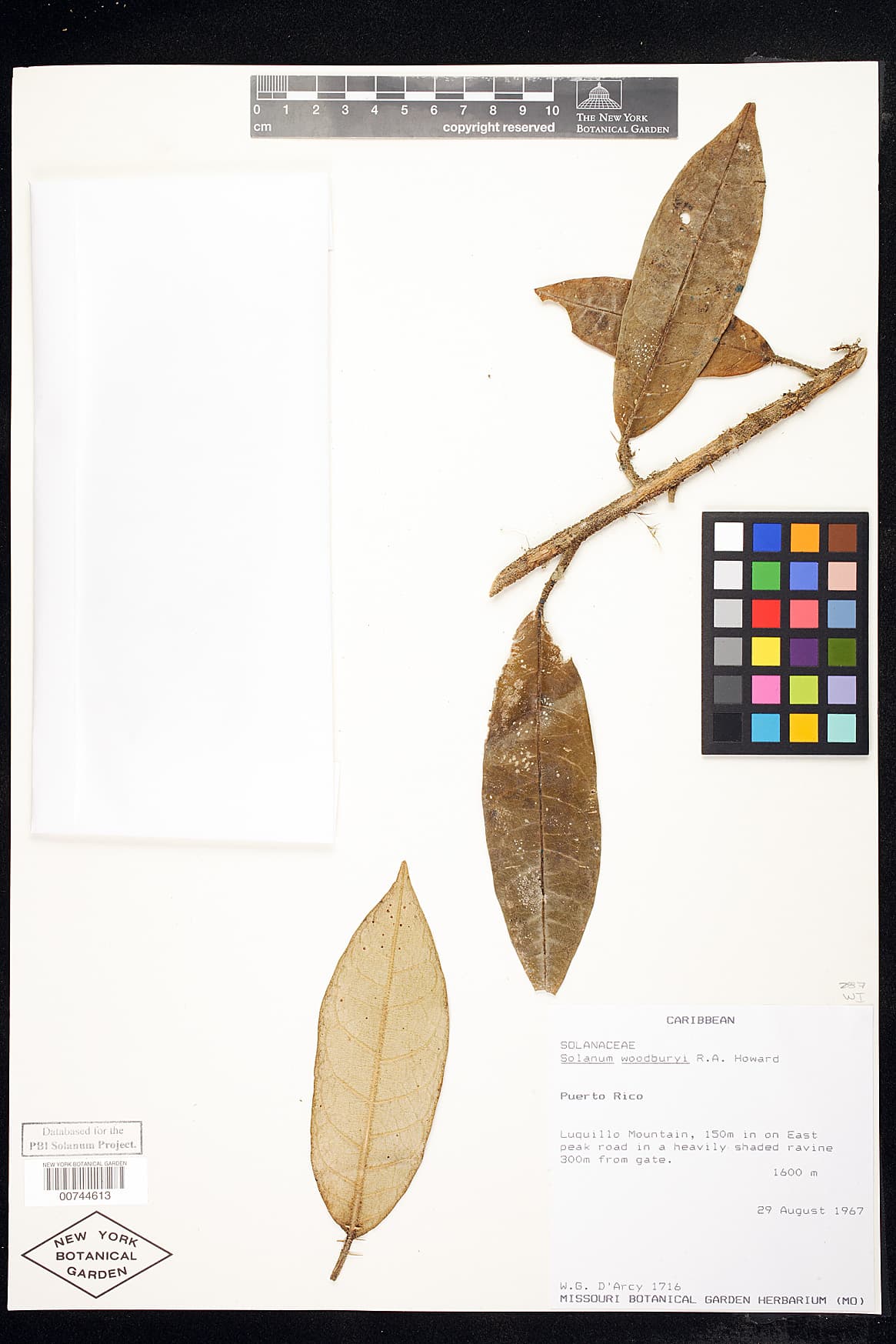 Solanum woodburyi