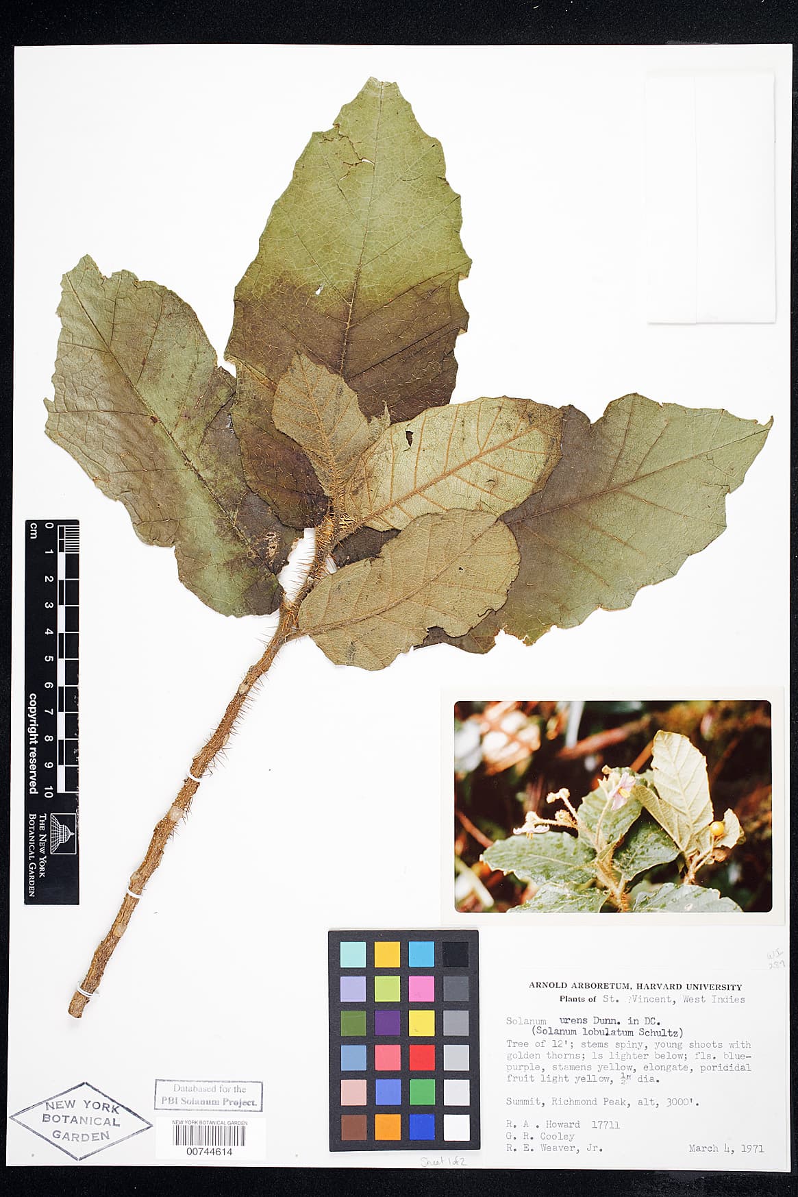 Solanum urens