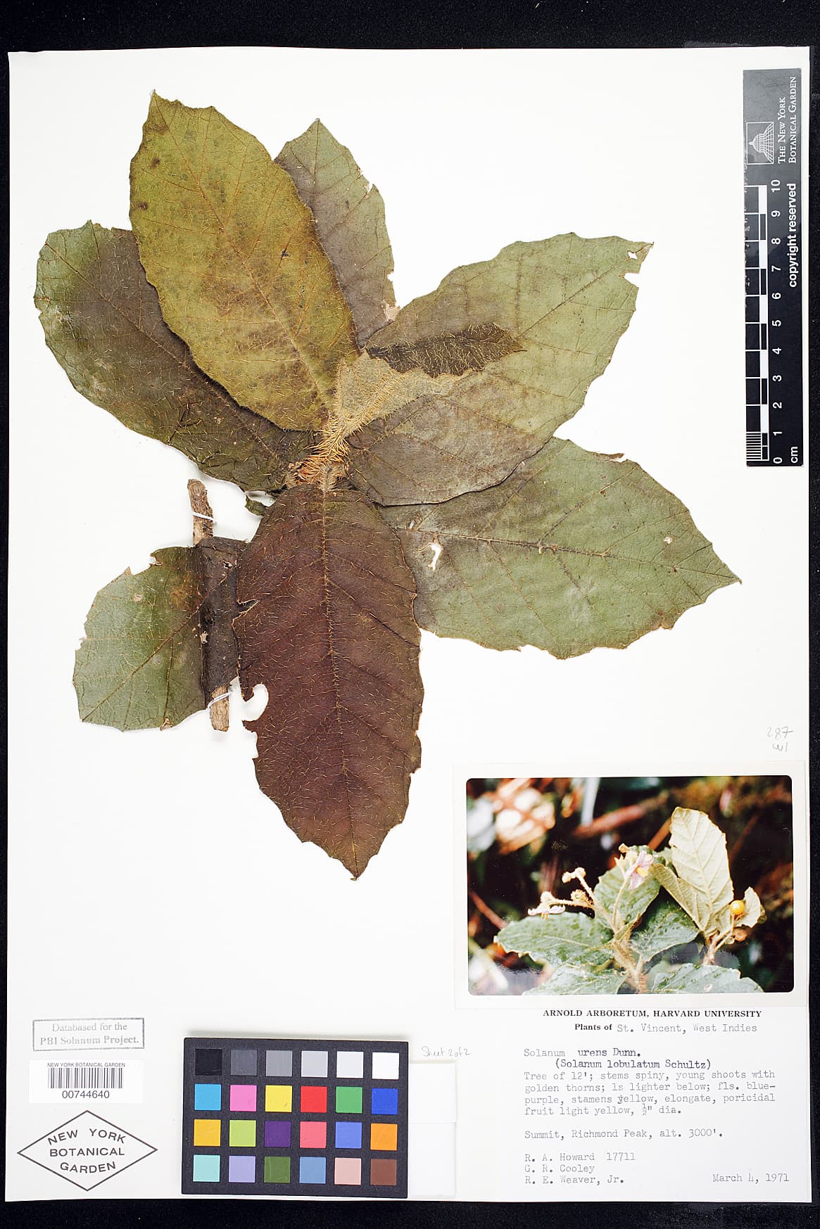 Solanum urens