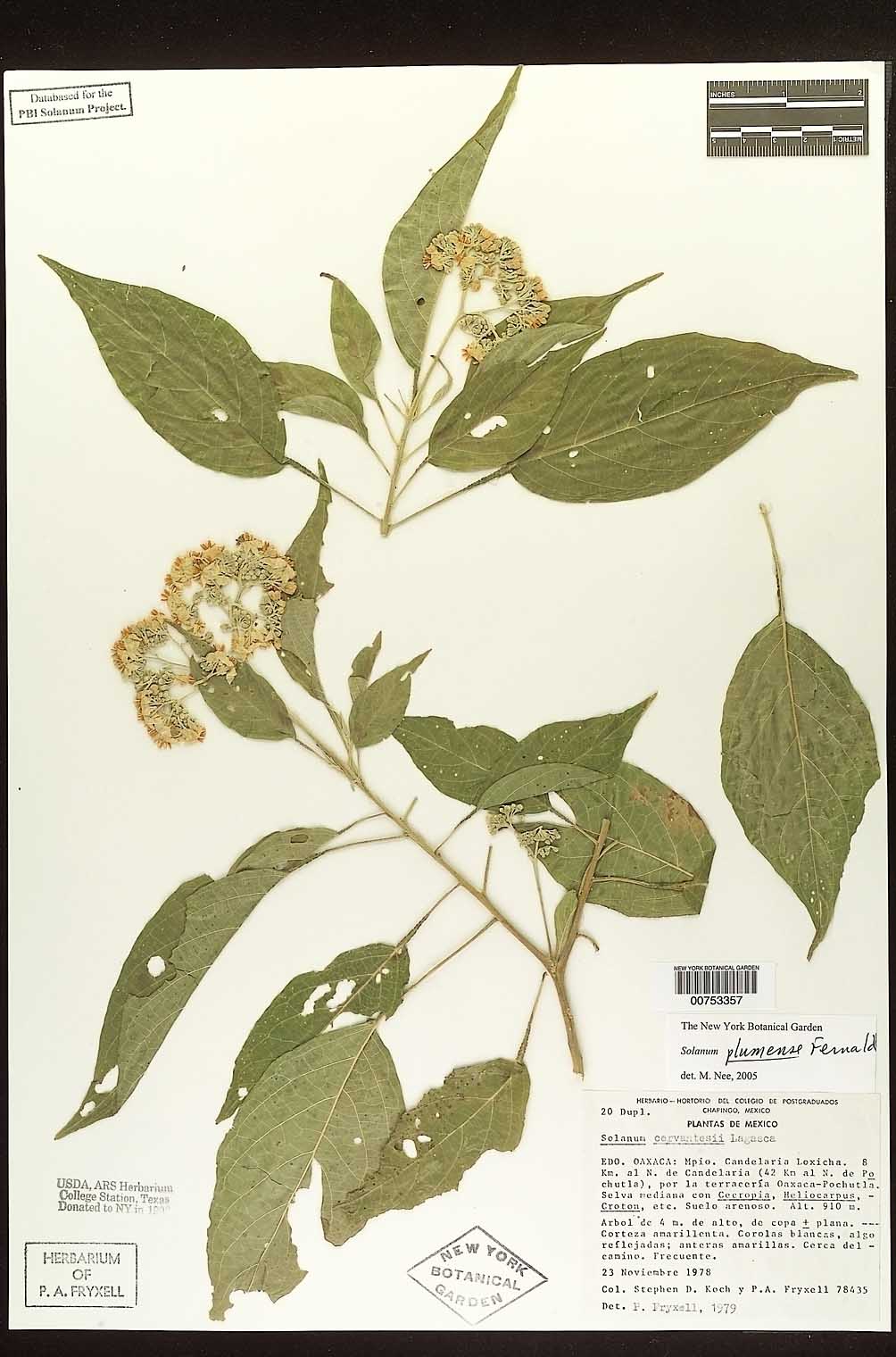 Solanum plumense