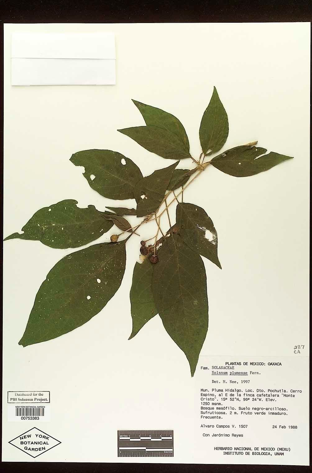 Solanum plumense