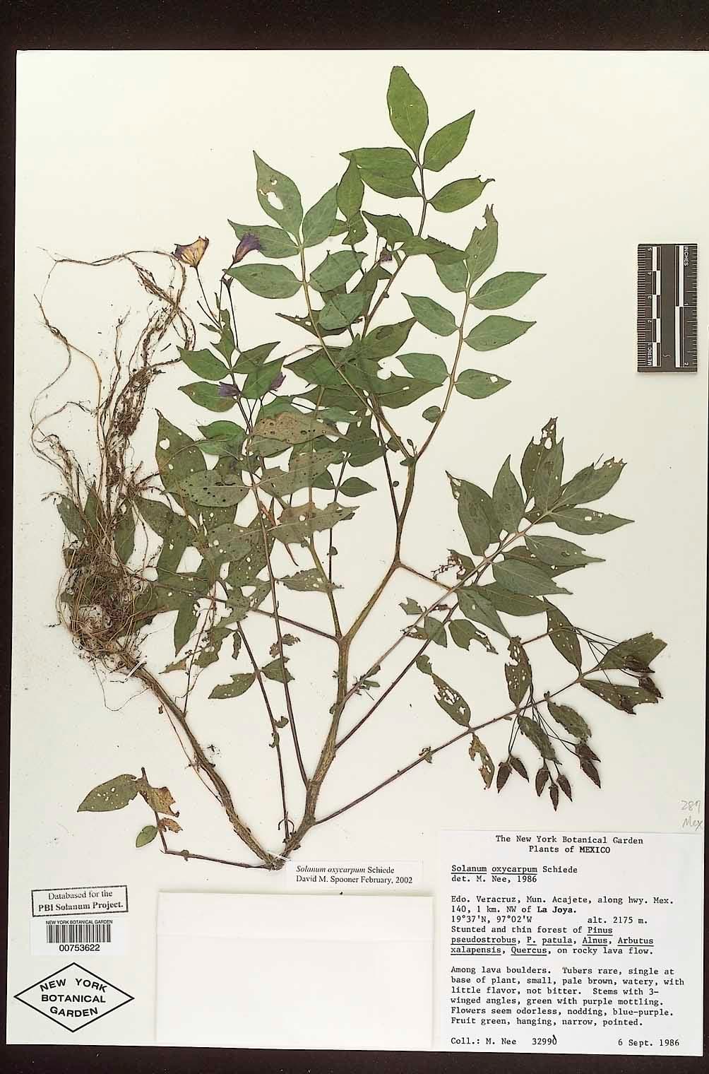 Solanum oxycarpum