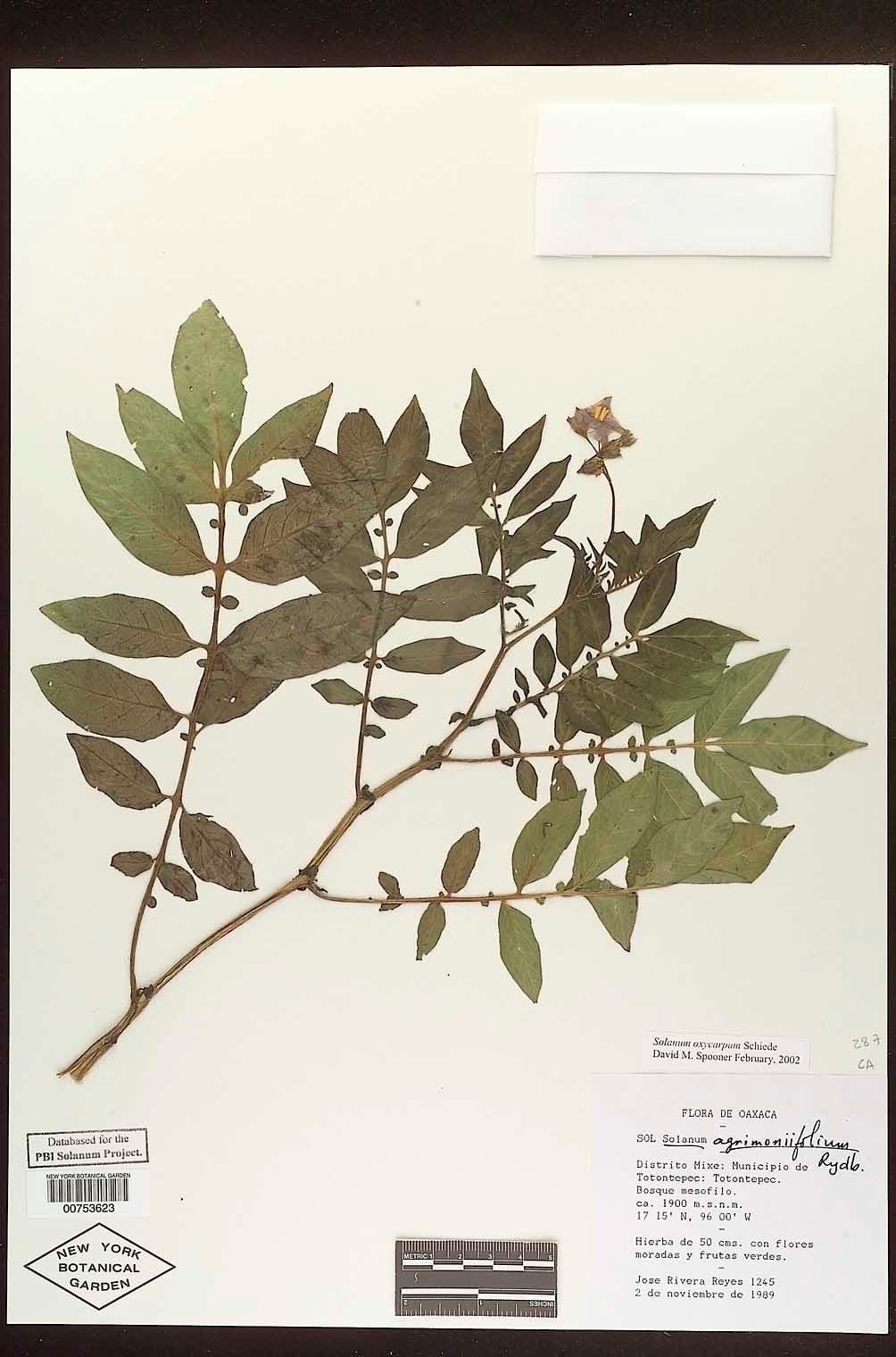 Solanum oxycarpum