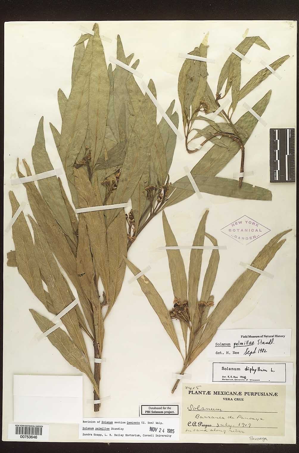 Solanum palmillae