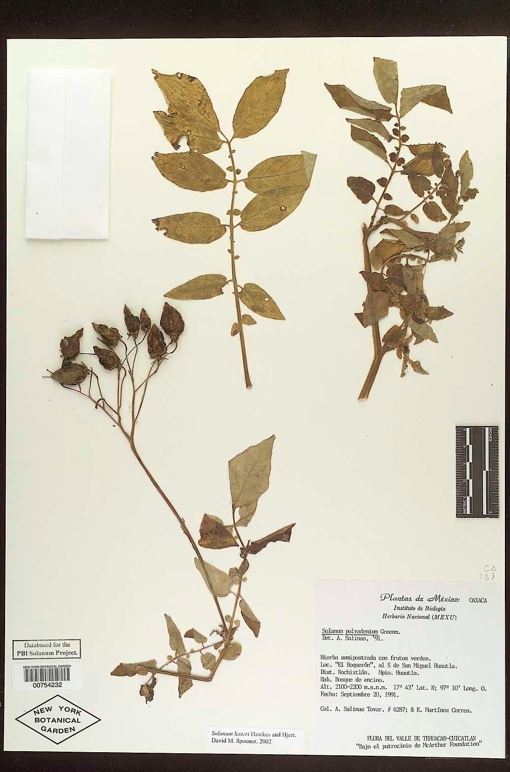Solanum lesteri