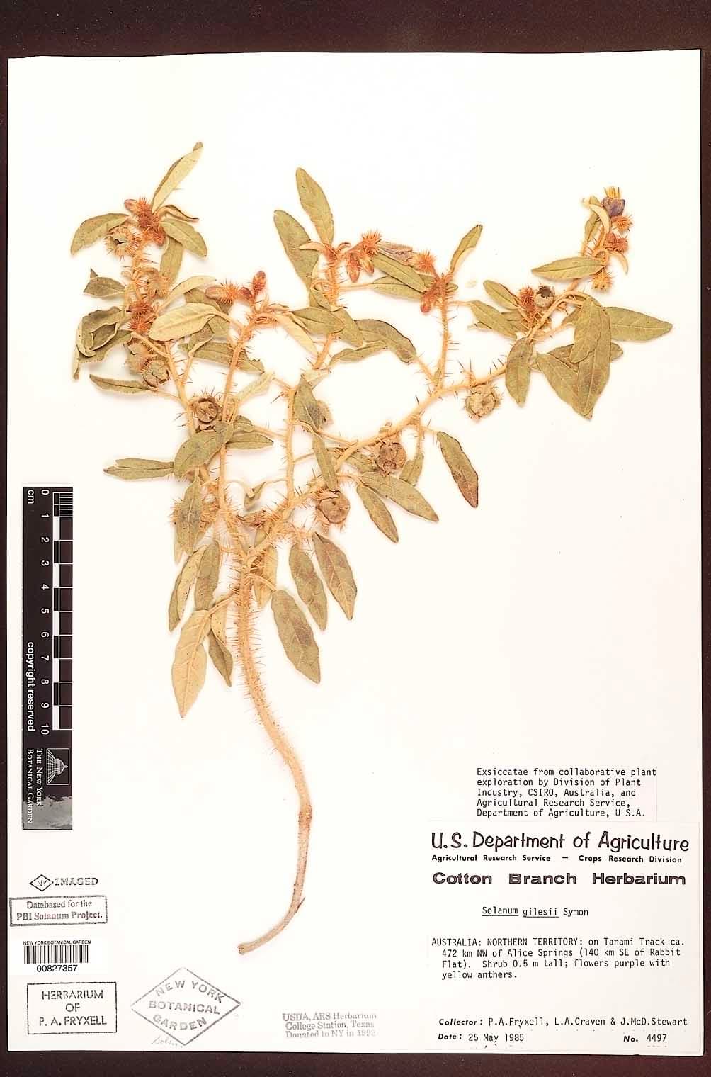 Solanum gilesii