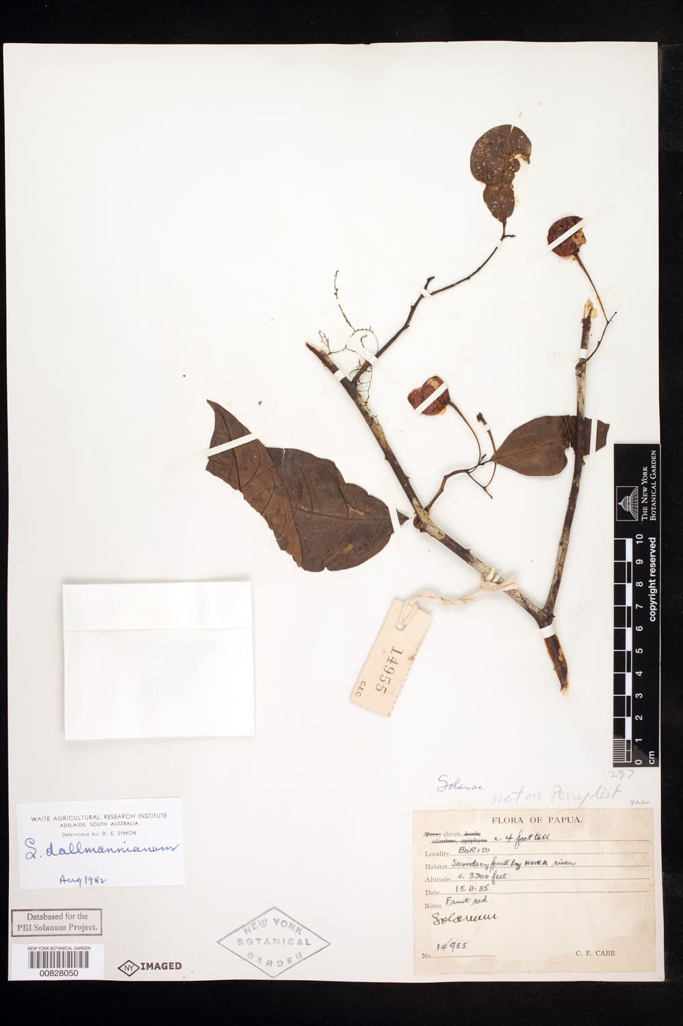 Solanum dallmannianum