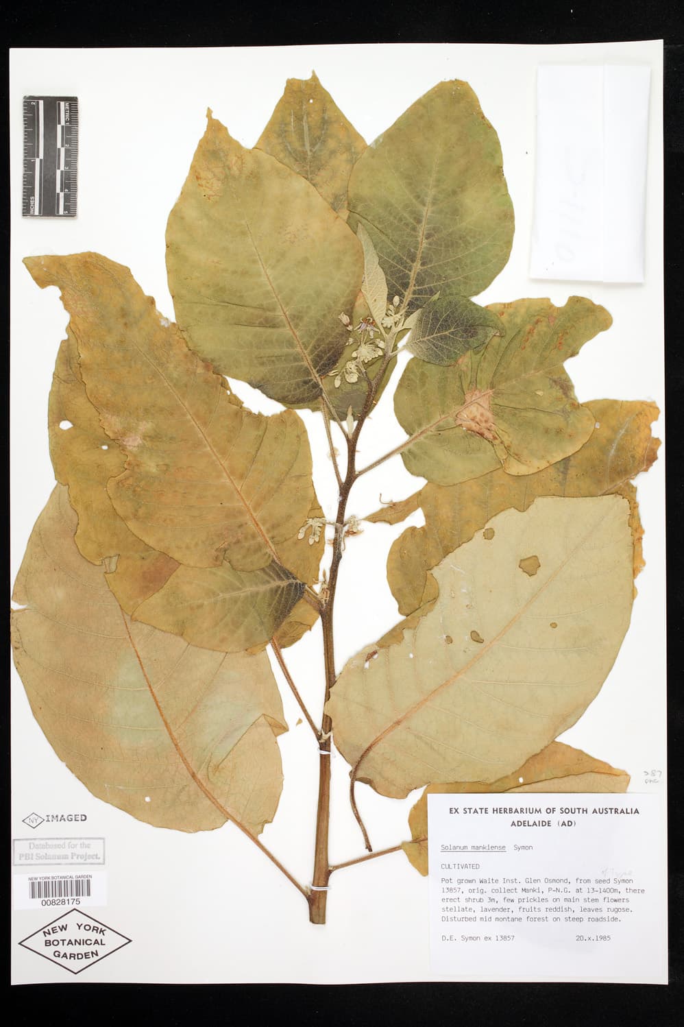 Solanum torricellense