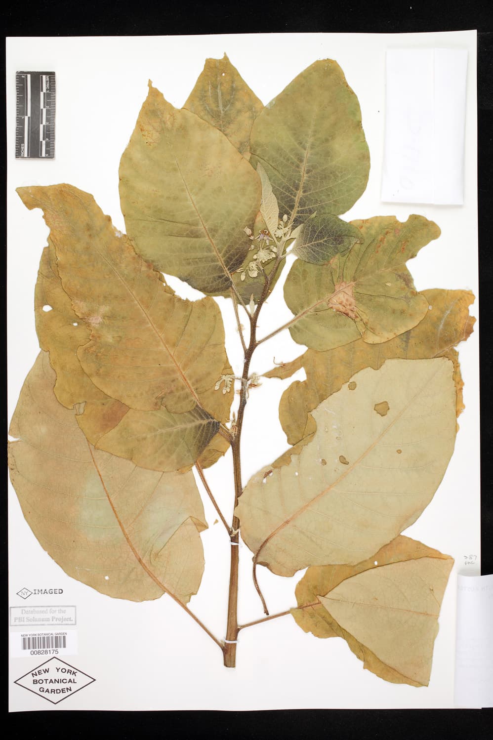 Solanum torricellense