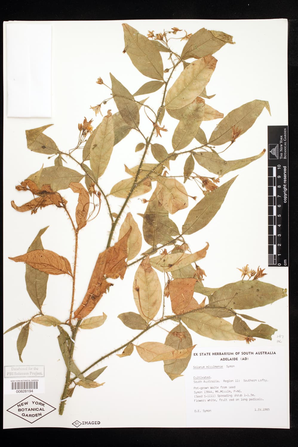 Solanum missimense